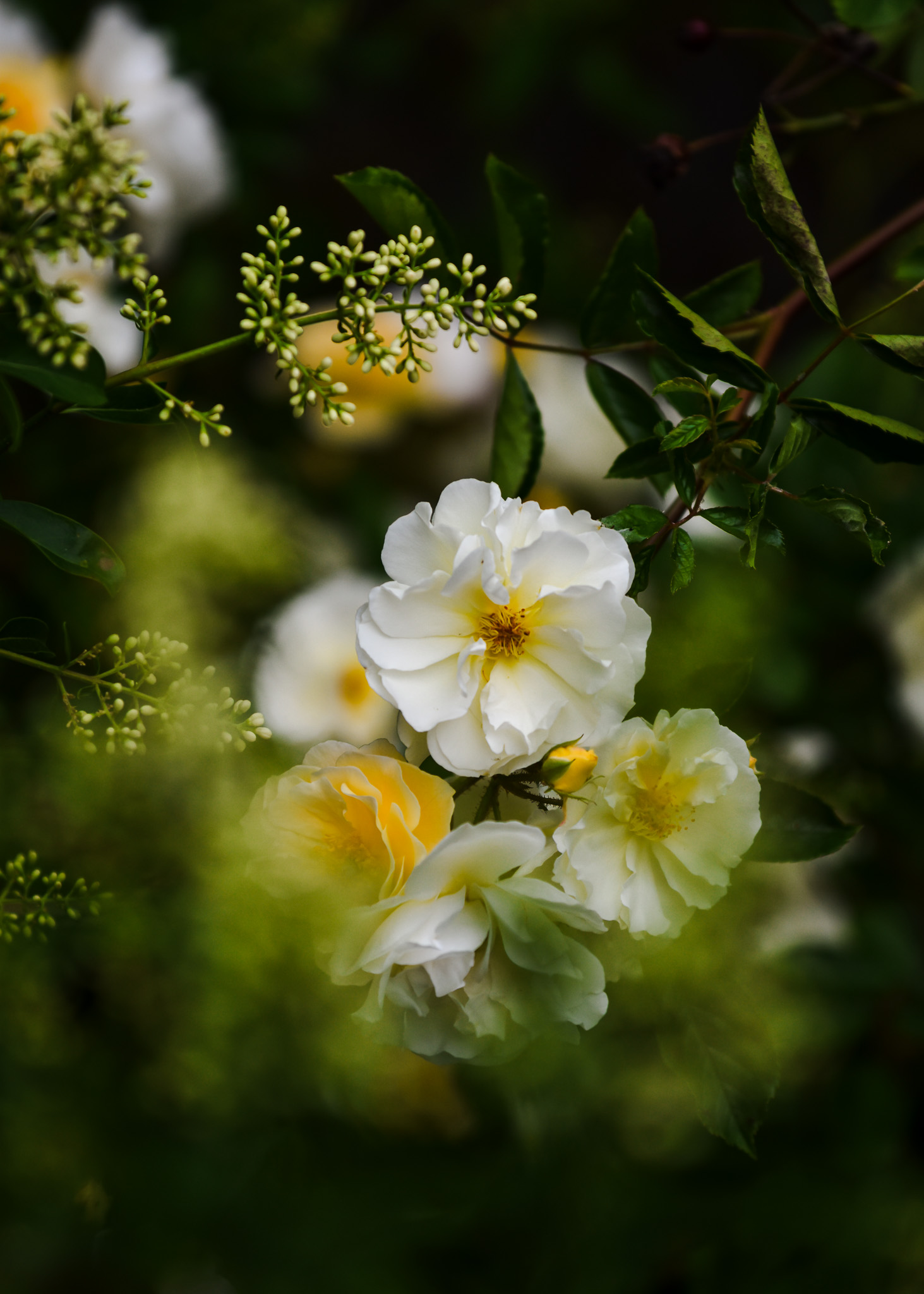 Yellow and whhite roses