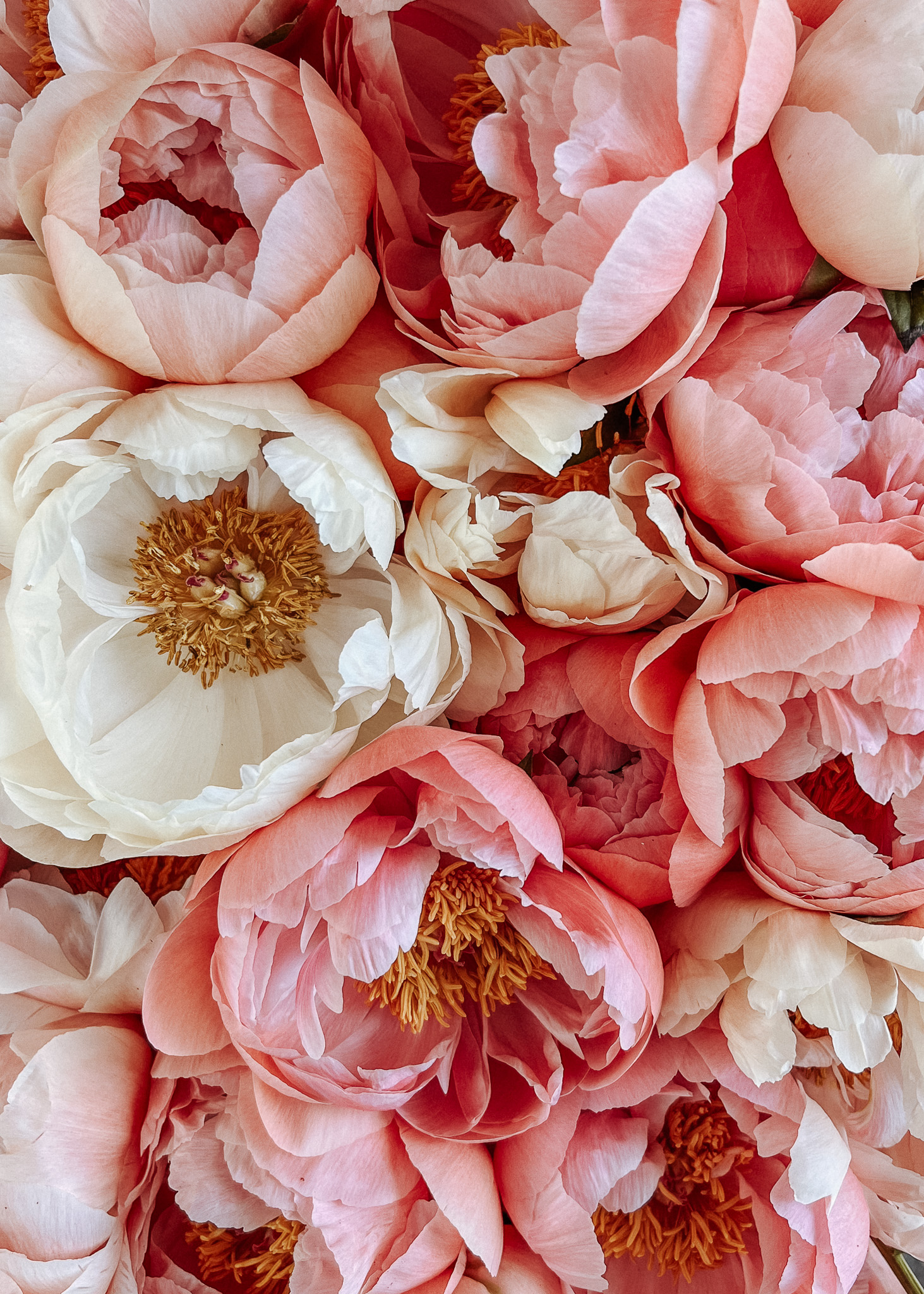 Poenies in rose and white