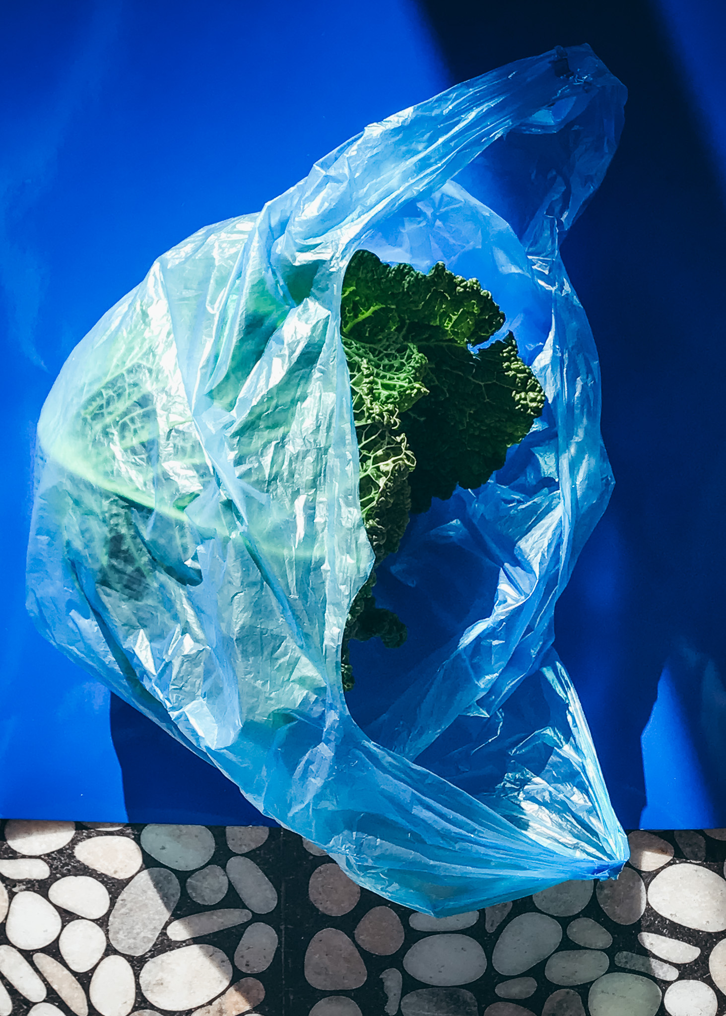 Cabbage in turqoise plastic bag, project in collaboration with Fabian Häfeli