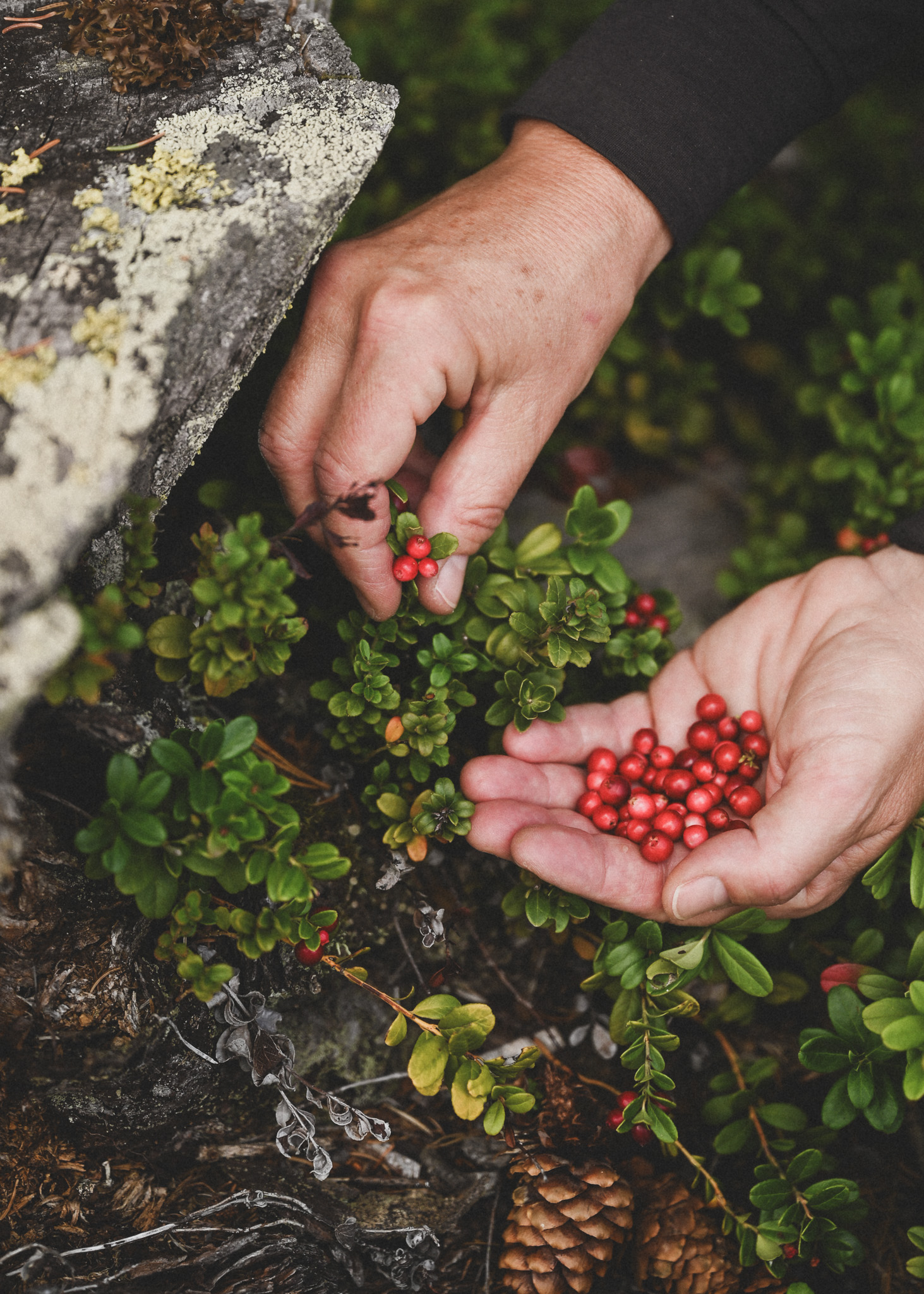Picking currants in the swiss mountains