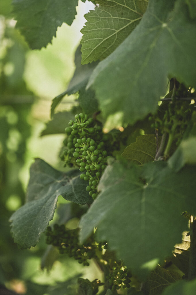 Ruinart vineyards, Reims france